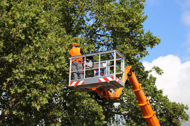 Reliable Dovesville, SC Tree Removal and Landscaping Services Solutions